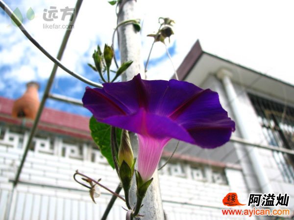 拉萨香巴拉小院家庭旅馆