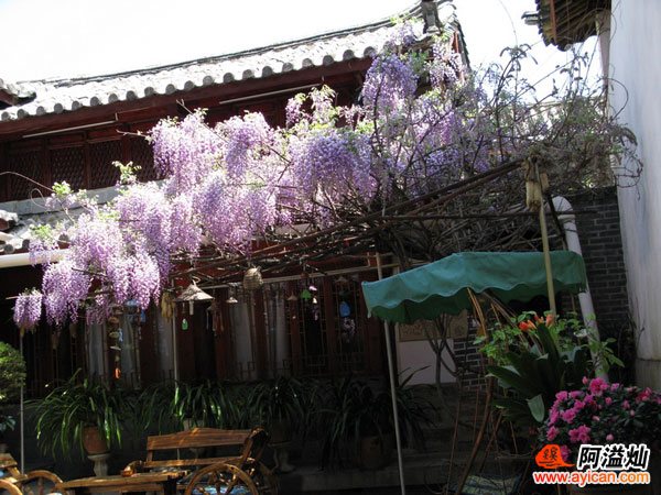 丽江紫藤客栈