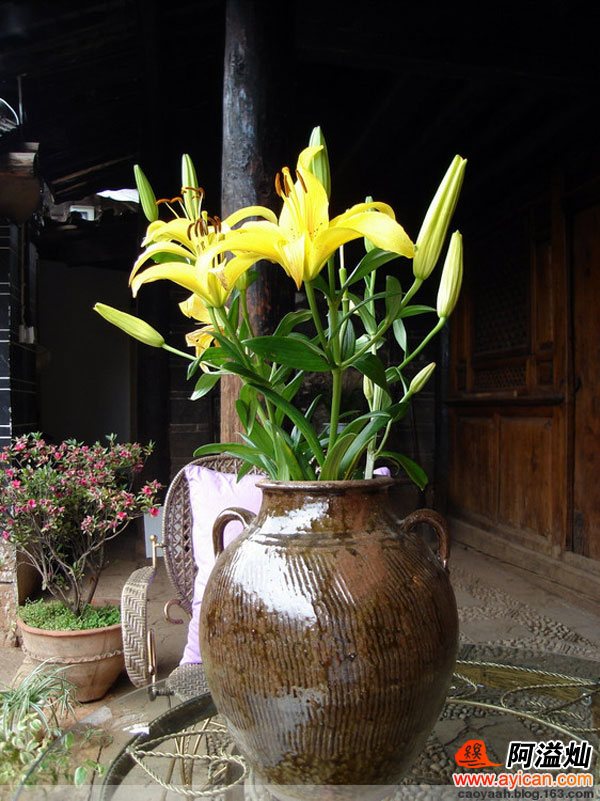 束河壹品居客栈