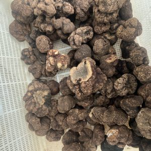 Common Tuber Indicum