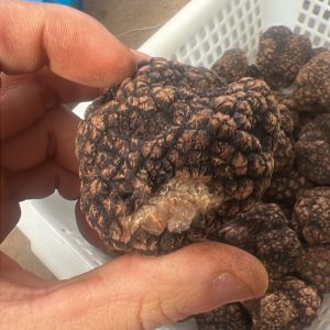 Nice Truffle 产品图片