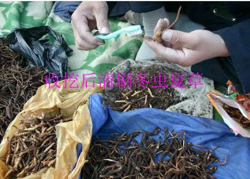 云南迪庆特级冬虫夏草