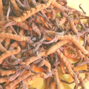 高原雪域选一级天然冬虫夏草（3000条公斤）