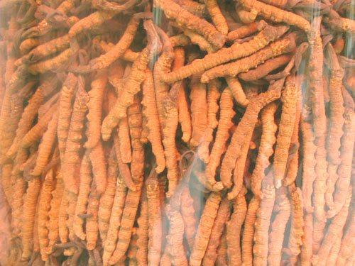 高原雪域选一级天然冬虫夏草(3000条公斤)