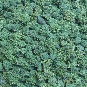 云南文三特级无柄三年三七花